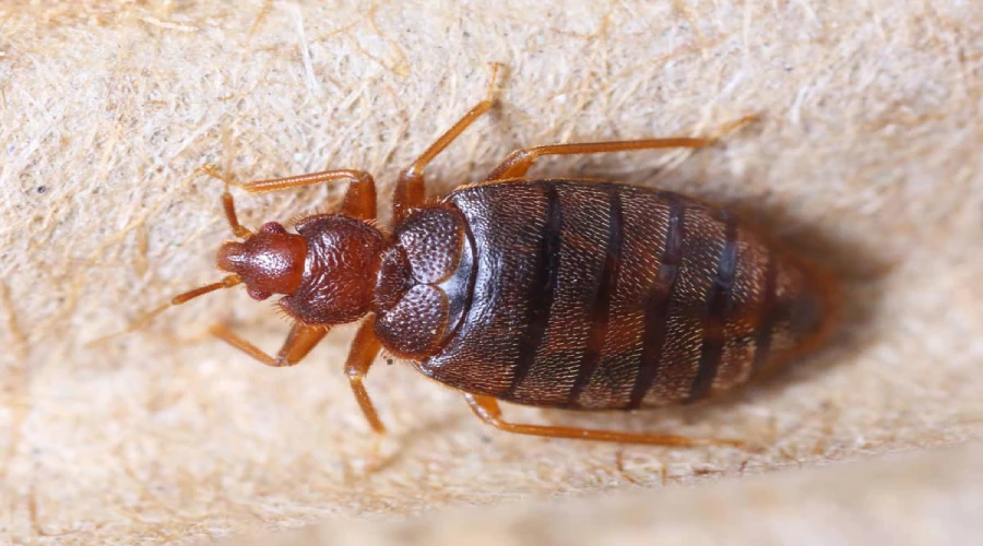bugs-out-of-your-home-this-spring